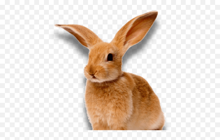 Aka Hock Sores - Domestic Rabbit Emoji,Rabbit Png