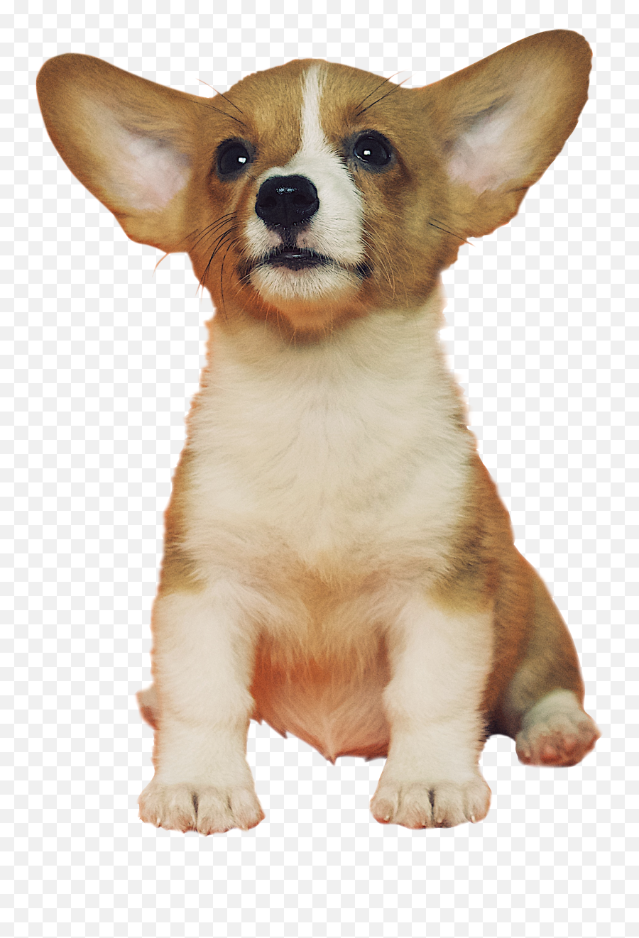 Corgi Puppy Png U2013 Png For Free 961334 - Png Images Pngio Corgi Transparent Background Puppy Transparent Emoji,Puppy Png