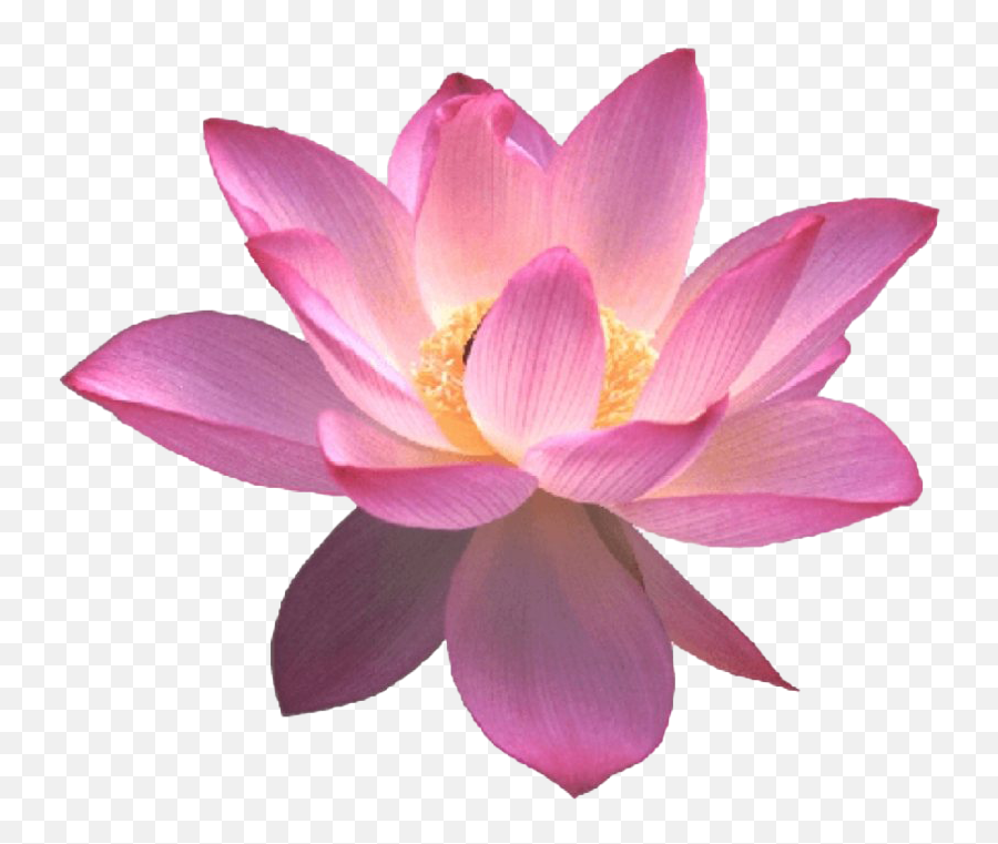 Lotus Flower Png Free Image Png All - Portable Network Graphics Emoji,Flower Png