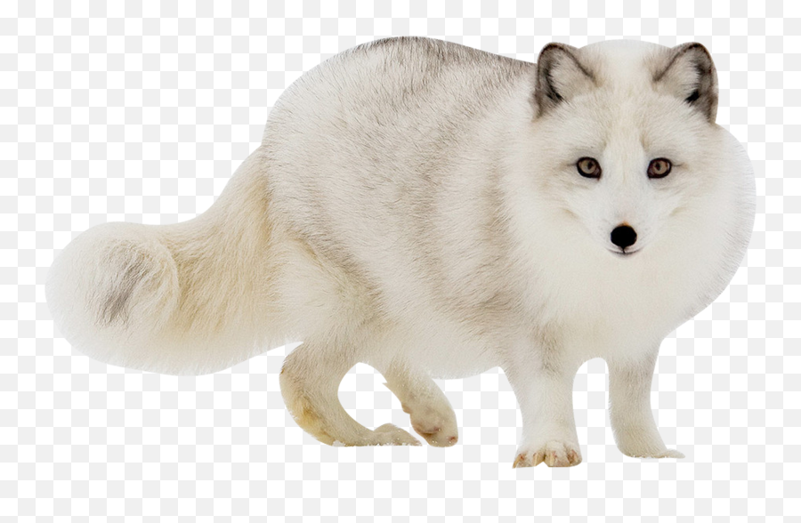 White Fox Transparent Images - Snow Fox Transparent Gif Emoji,Fox Transparent Background