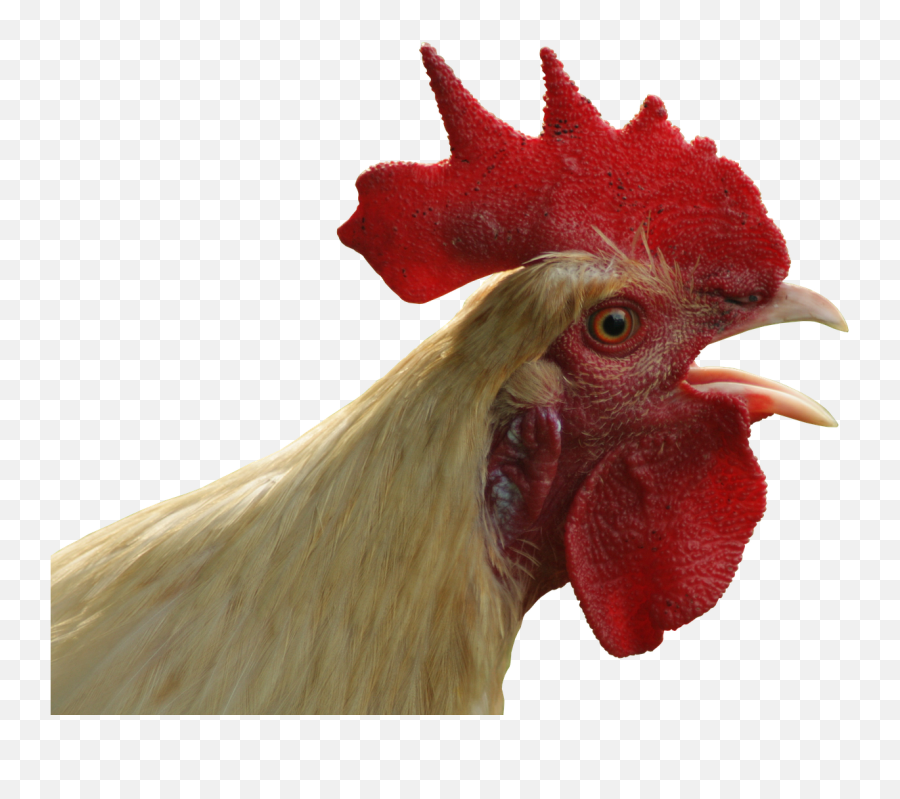 Chicken Head Transparent Background - Chicken Head Png Emoji,Chicken Transparent Background