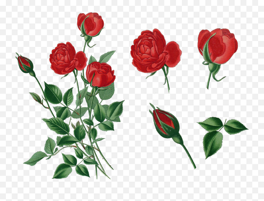 Vintage Roses Old - Free Image On Pixabay Emoji,Vintage Roses Png