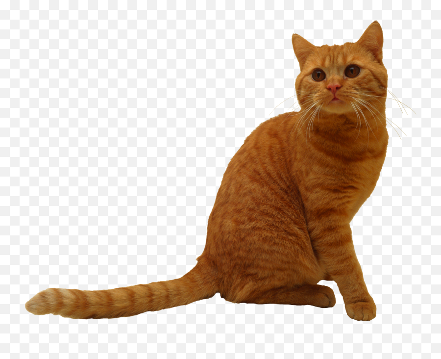 170 Animals Ideas - Cat Sitting Png Emoji,Cat Png