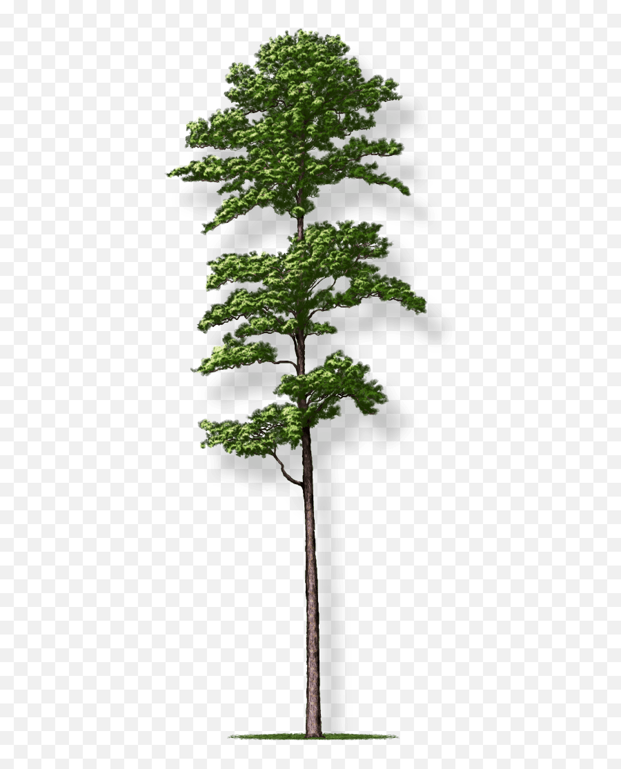 Tree Montgomery - Shortleaf Pine Tree Png Emoji,Pine Trees Png