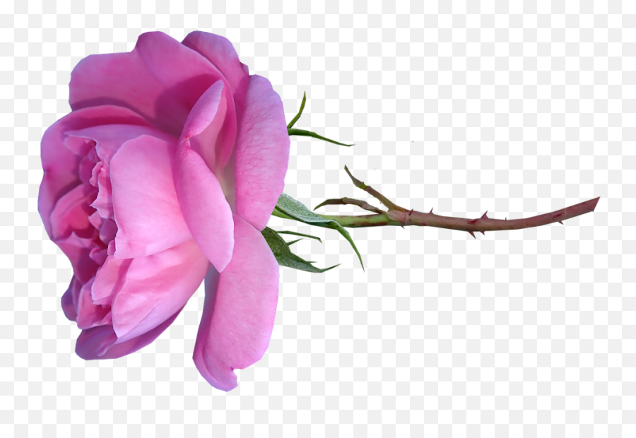 Free Photo Pink Flower Cut Out Rose Stem Isolated - Max Pixel Twig Emoji,Flower Stem Png