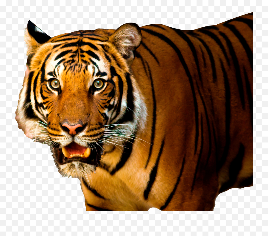 Download Tiger Png Image For Free - Tiger Png Image Hd Emoji,Tiger Png