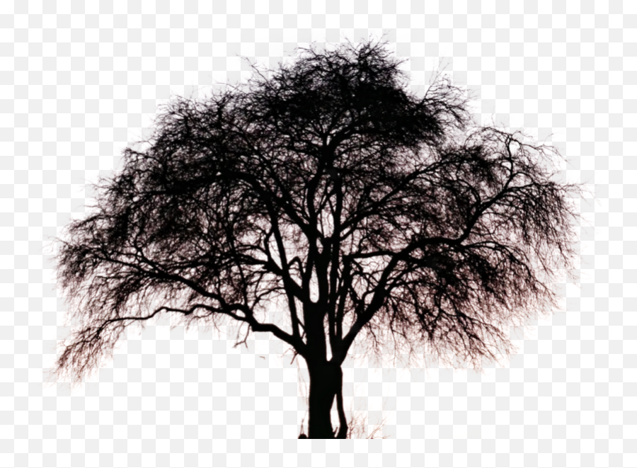 Tree Pngs Free Files In Png Format - Templatepocket Emoji,Trees Transparent