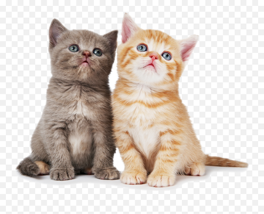 Download Hd Cat Png Pic - Transparent Background Kittens Png Emoji,Cat Png
