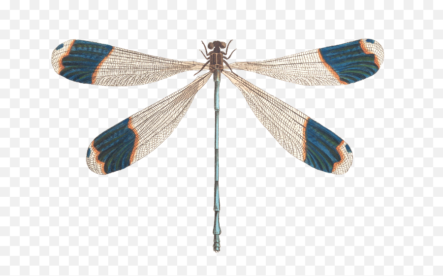 Dragonfly Wings - Dragonfly Illustration Emoji,Dragonfly Png