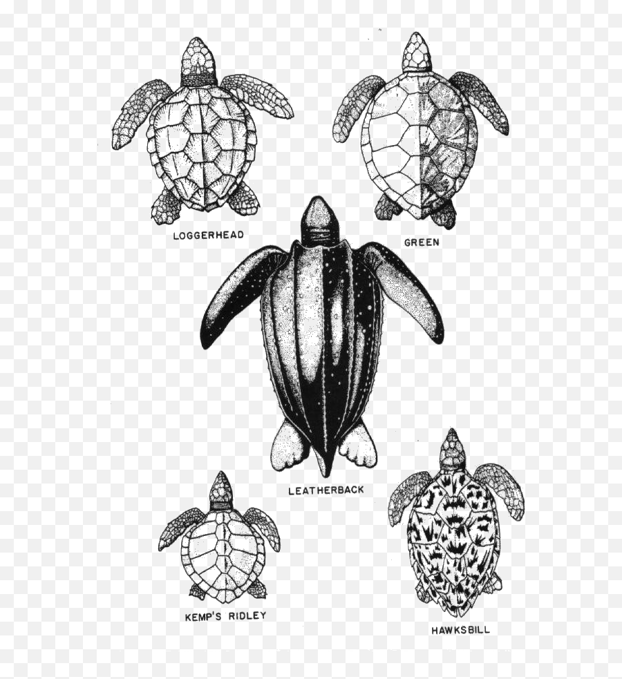 Clipart Turtle Spotted Turtle Clipart Turtle Spotted Turtle - Types Of Sea Turtles In Florida Emoji,Turtle Clipart Black And White