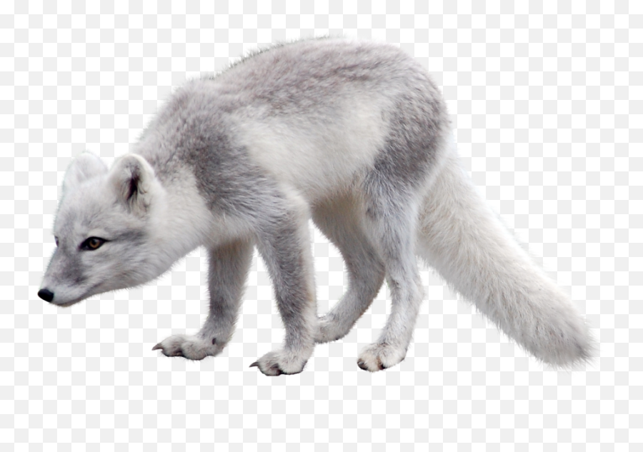 Snow Arctic Fox Transparent Images Png - Arctic Fox Png Emoji,Fox Transparent Background