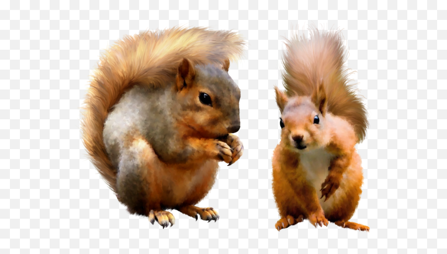 Squirrel Transparent Png Image Web Icons Png - Squirrels Png Emoji,Squirrel Transparent