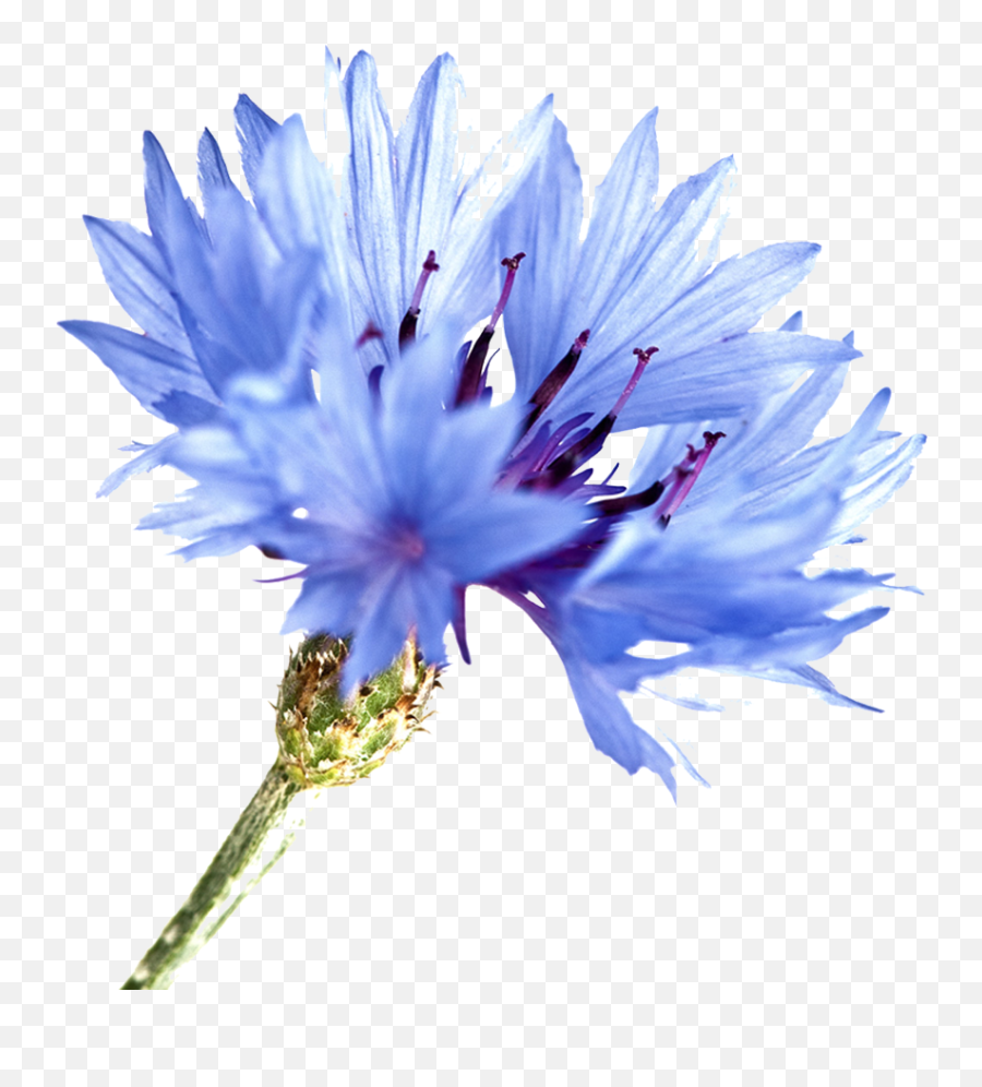 Herb U0026 Hedgerow For People Who Love U0026 Make Botanical - Corn Flowers Png Emoji,Wildflower Png