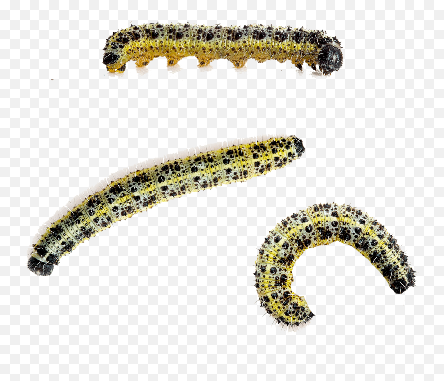 Caterpillar Large White Butterfly Beetle Cabbage White - Madeiran Large White Caterpillar Emoji,Caterpillar Png