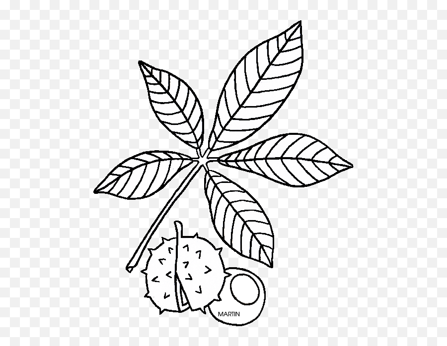 Phillip Martin Ohio State Tree - Drawing Ohio State Tree Emoji,Ohio Clipart