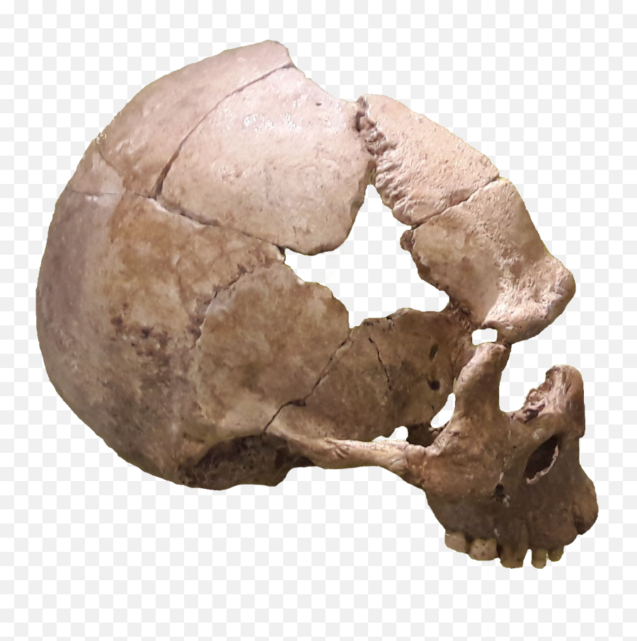 Rhunda Skull - Schädel Von Rhünda Emoji,Skull Png