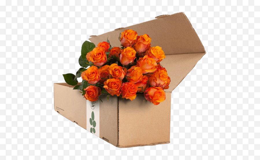 24 Orange Roses - Purple Roses 530x474 Png Clipart Download Emoji,Purple Rose Png