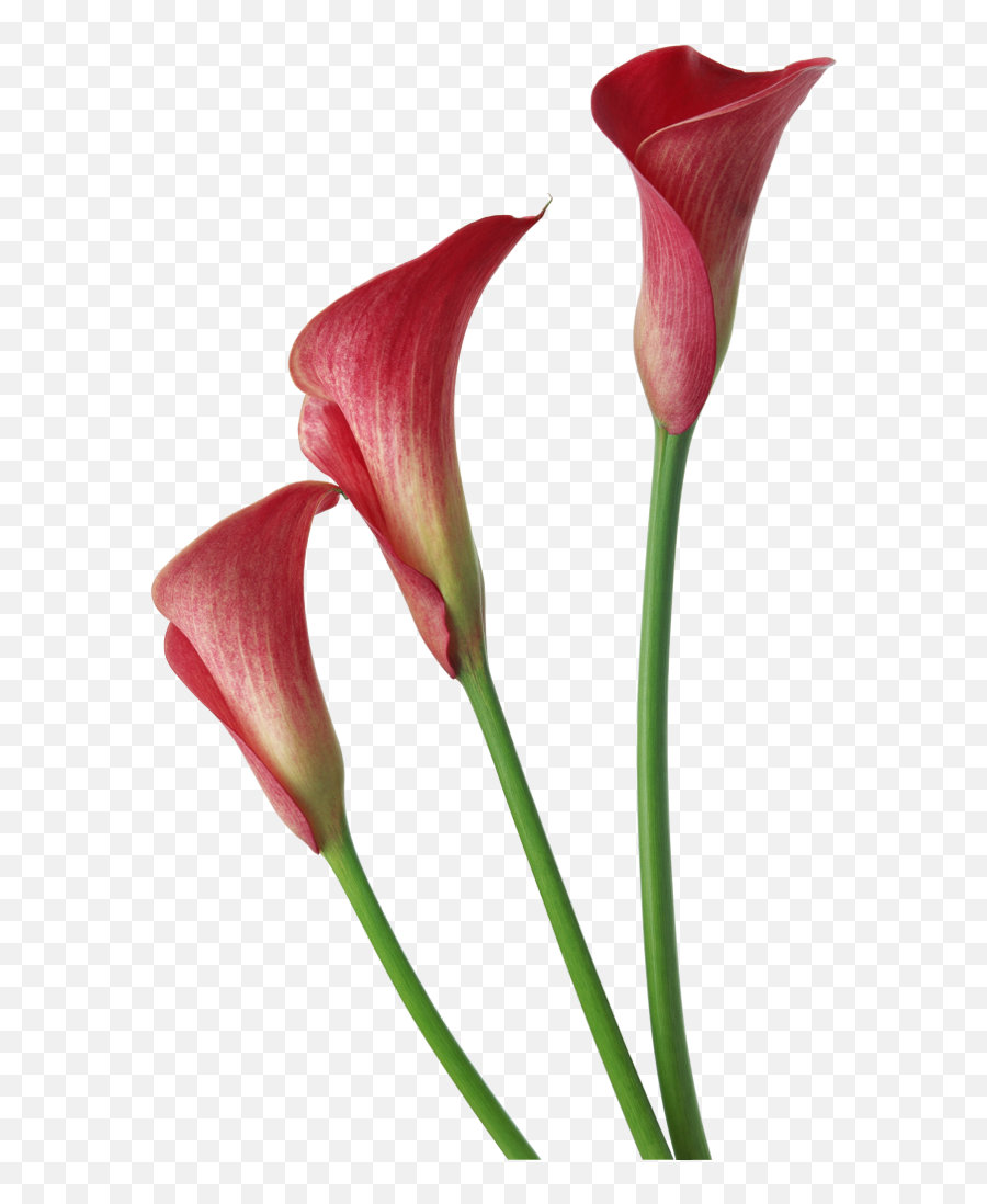 Pin De Joanna Twardosz En Flowers Calas Moradas Lirios Emoji,Easter Lily Clipart Free