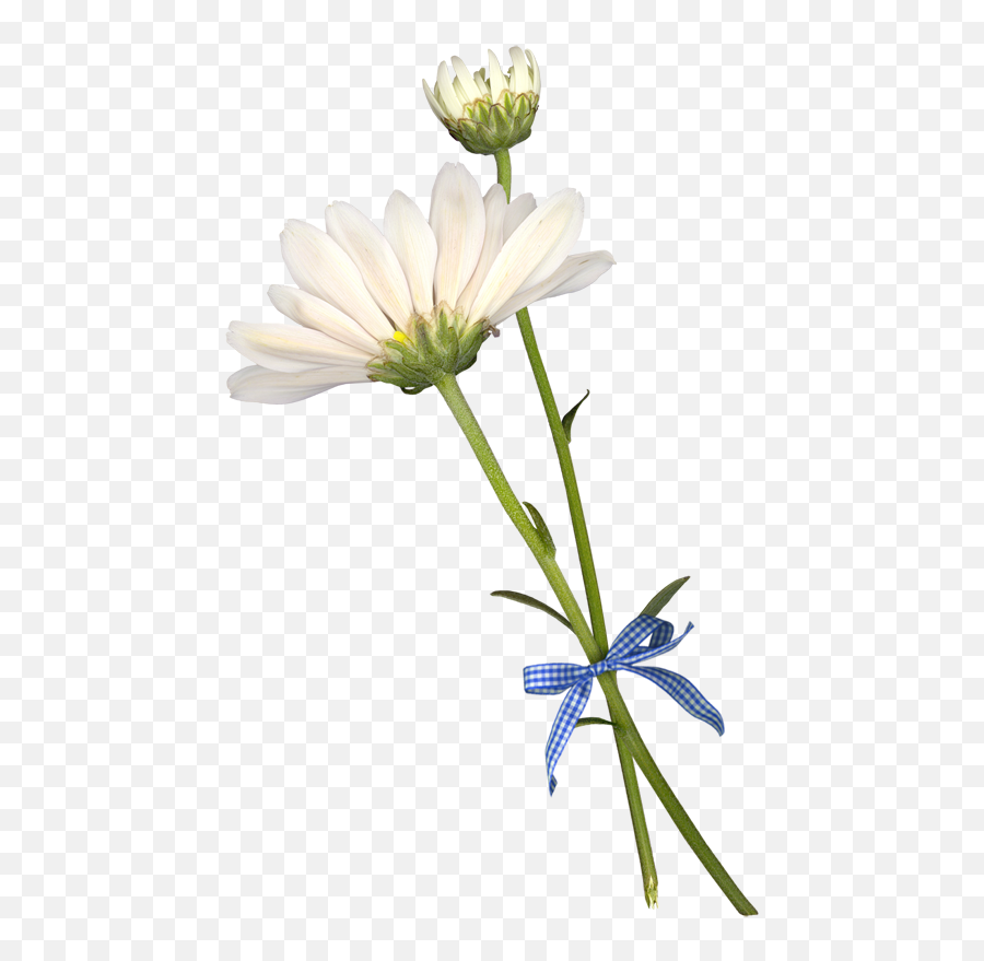 Common Daisy Cut Flowers Petal - Flower Png Download 500 Emoji,Daisy Flower Png