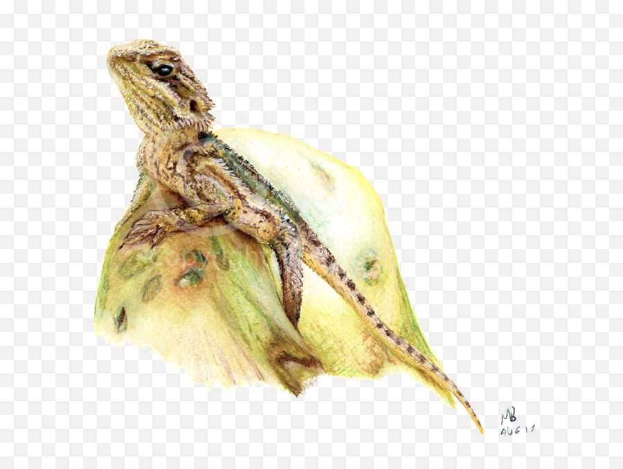 Bearded Dragon Png Images Png All Emoji,Bearded Dragon Clipart