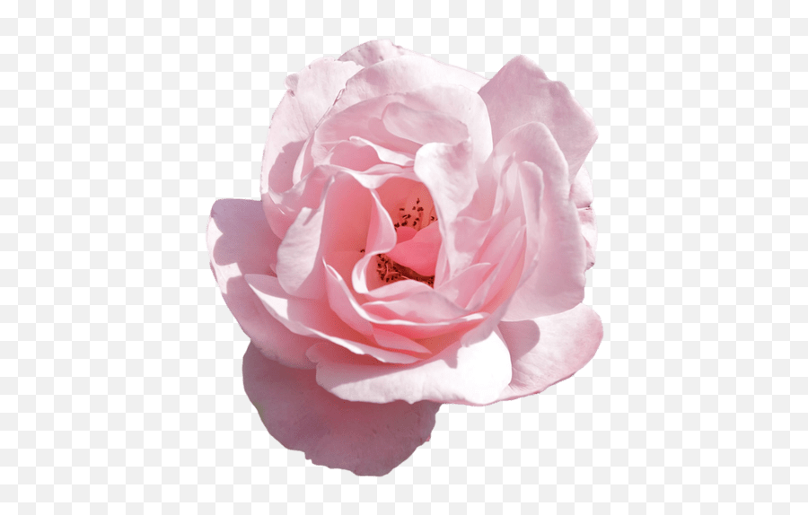 Aesthetic Flower Png Aesthetic Flower - Pink Aesthetic Png Flower Emoji,Aesthetic Png
