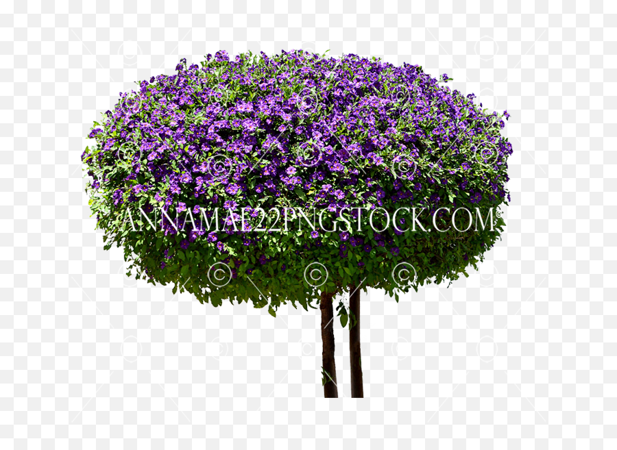 Round Purple Bush Tree Png Stock Large Emoji,Bush Transparent Background