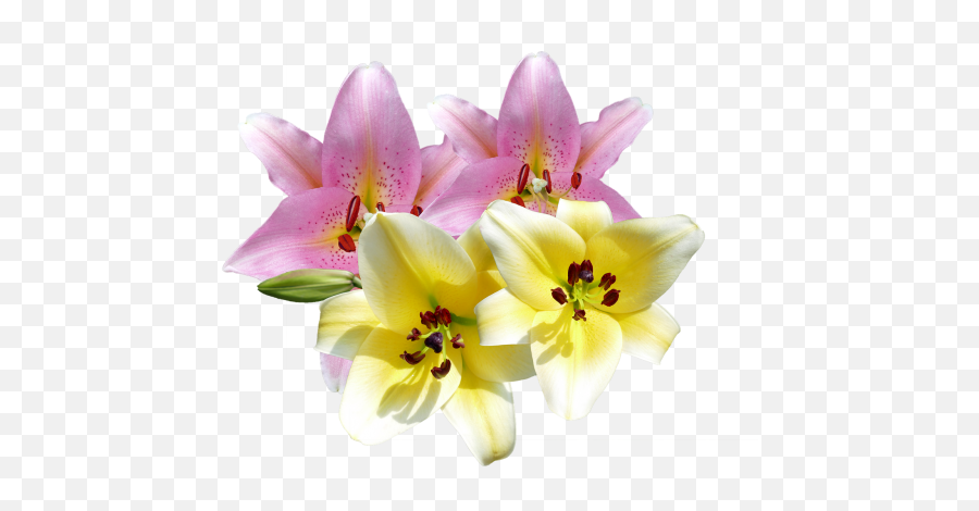 Free Photos Light Pink Lilies Search Download - Needpixcom Emoji,Lily Pad Flower Clipart