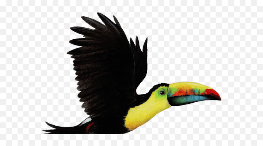 Toucan Bird Png Png Image With No - Flying Toucan Transparent Background Emoji,Toucan Clipart