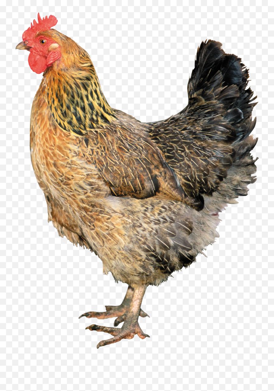 Chicken Emoji,Chicken Transparent Background