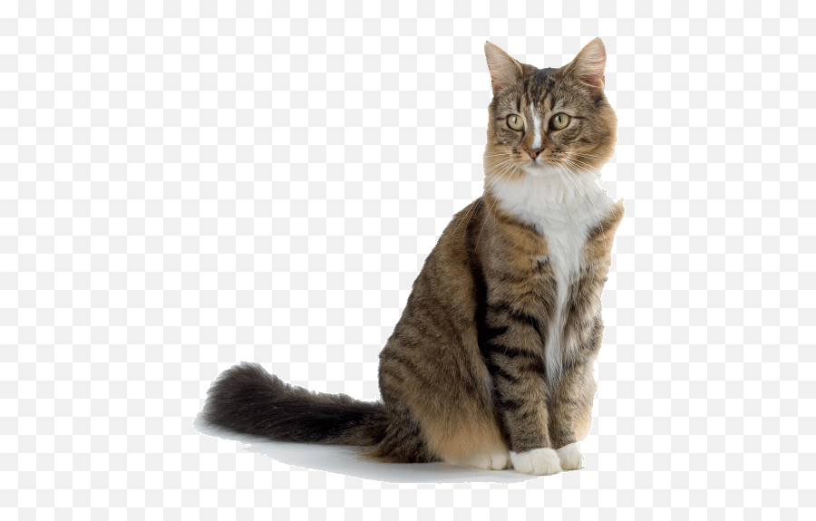 Brown White Cat Png Transparent - Cat Png White Background Emoji,Cat Png