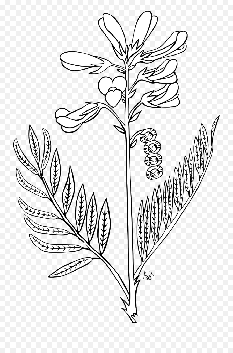 Flowerbudplantleavesblack And White - Free Image From Emoji,Flower Stem Clipart Black And White