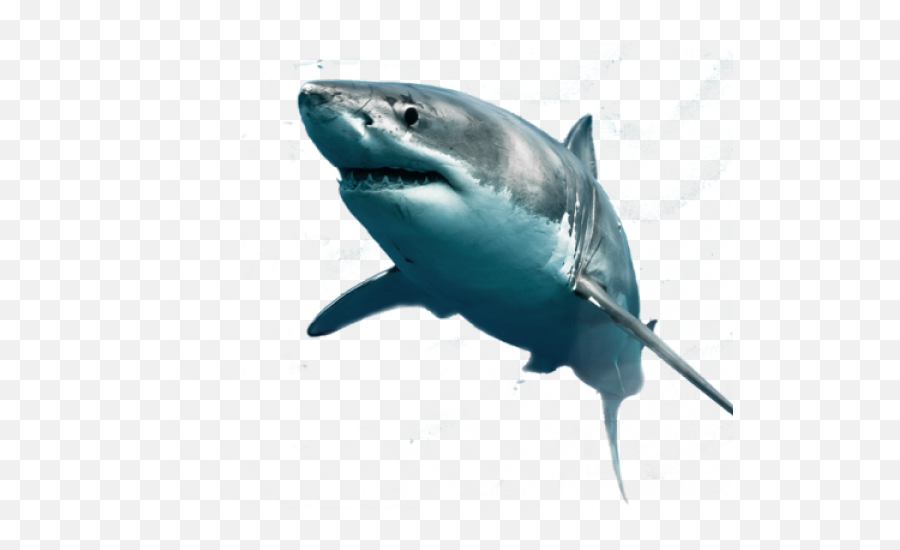 Great White Shark Clipart White - Great White Shark Emoji,Shark Png