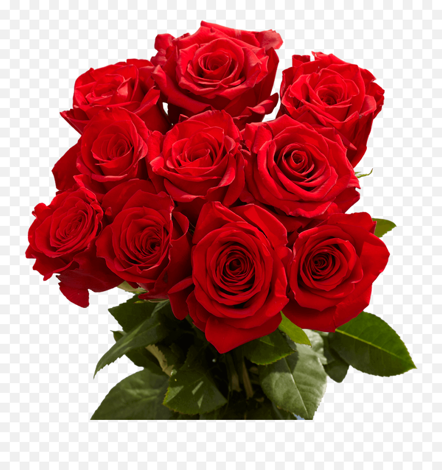 50 Stems Of Red Roses - Beautiful Fresh Cut Flowers Express Delivery Emoji,Flower Stem Png