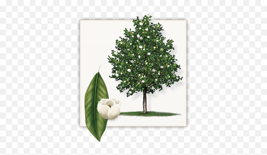 Magnolia Trees Little Gem Magnolia Tree - Little Gem Magnolia Tree Emoji,Magnolia Png