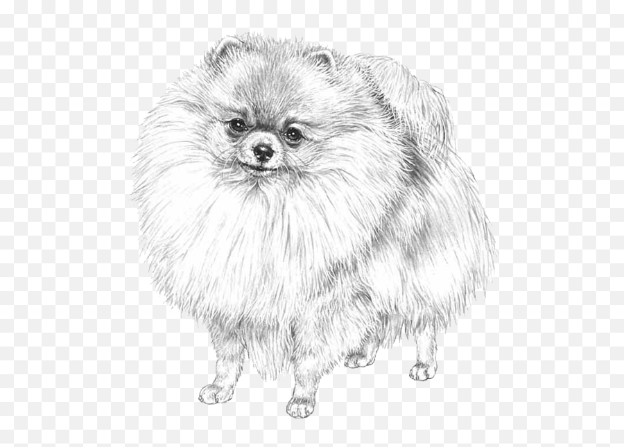 Dog Breed Info Photos Emoji,Pomeranian Png