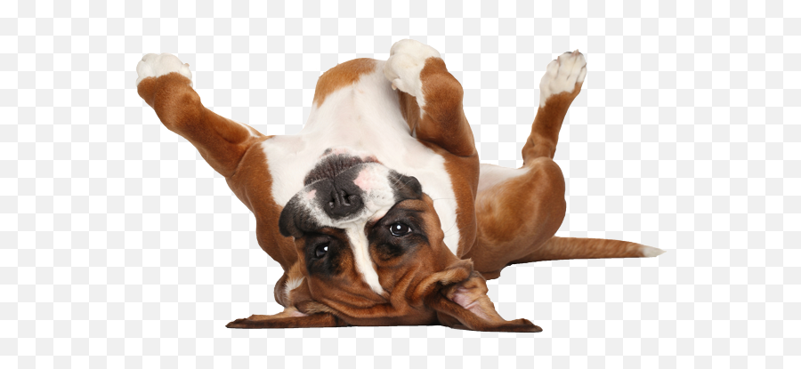 Skin Health - Smithton Veterinary Service Emoji,Boxer Dog Clipart Black And White