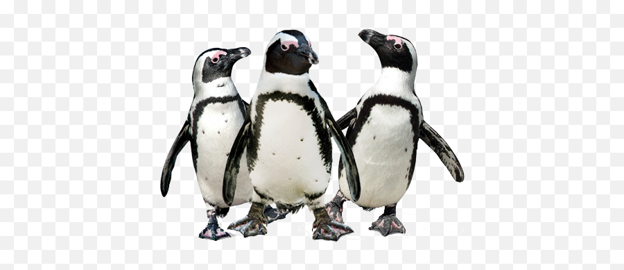 Penguin Download Transparent Png Image - Transparent Background African Penguin Png Emoji,Penguin Png