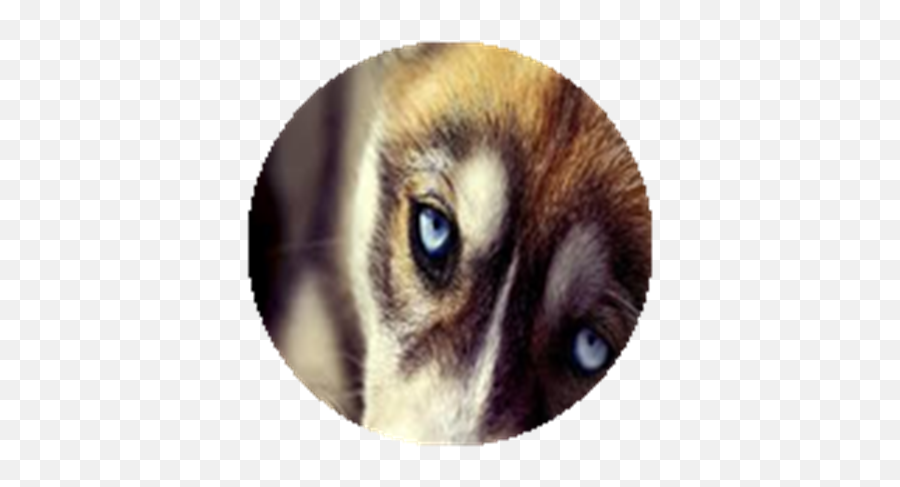 Vip - Northern Breed Group Emoji,Great Wolf Lodge Logo