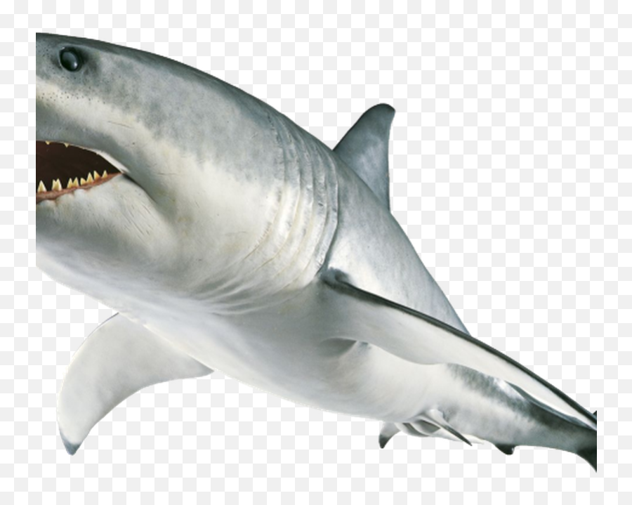 Hammerhead Shark Clipart Transparent - Transparent Background Shark Clipart Emoji,Shark Clipart Black And White