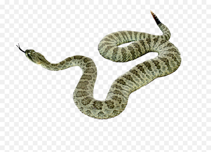 Free Rattlesnake Transparent Download Free Rattlesnake Emoji,Rattlesnake Clipart