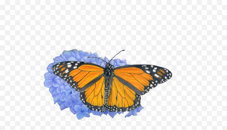 Monarch Butterfly And Hydrangea - Butterfly Drawings Emoji,Butterflies Transparent