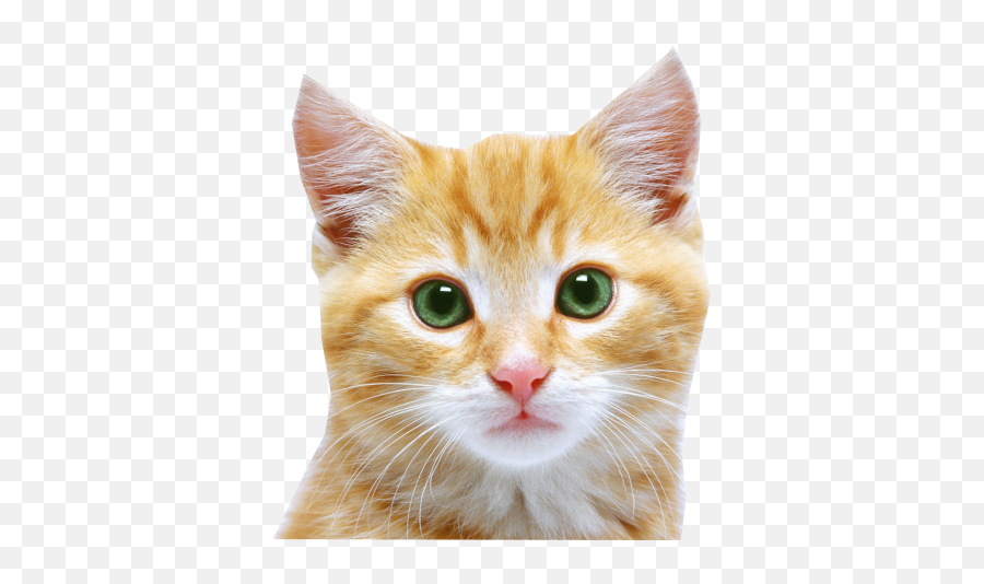 Download Cat Free Png Transparent Image - Cat Face Png Emoji,Cat Png