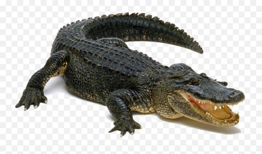 Alligator Png Images Transparent Background Png Play Emoji,Aligator Clipart