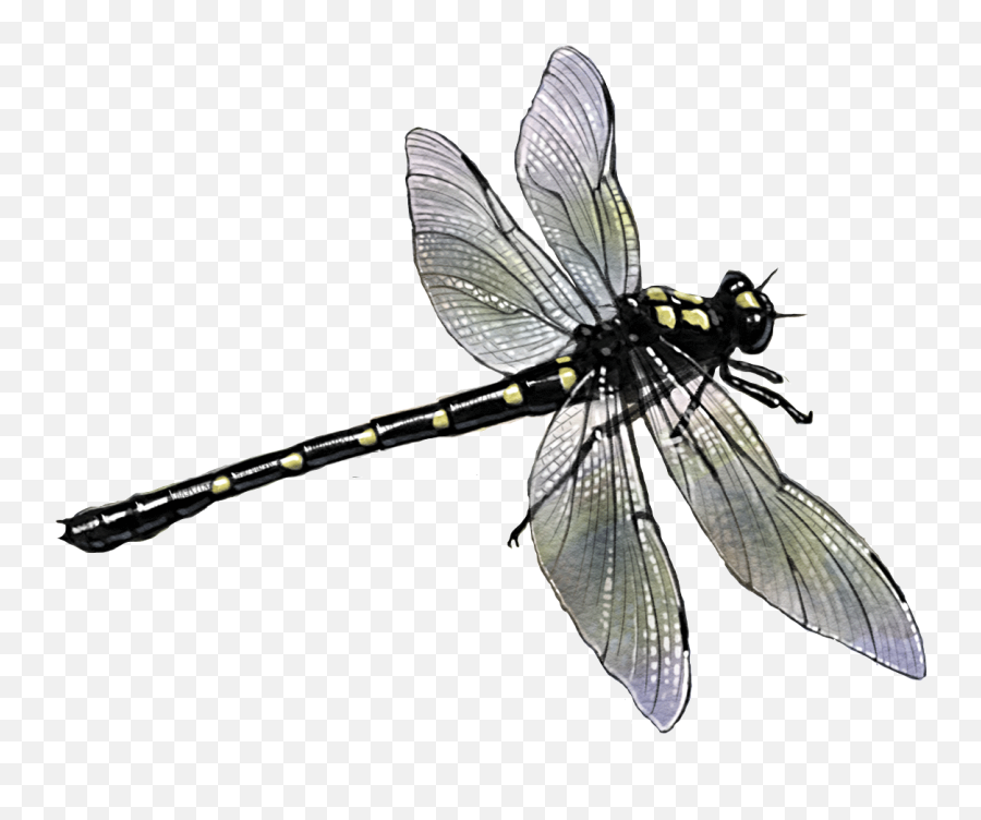 Dragonfly Insect - Dragonfly Emoji,Dragonfly Png