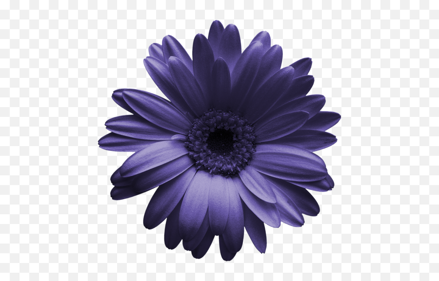 Img - Good Morning Happy Friday Gif 500x496 Png Clipart Gerber Daisy Png Transparent Emoji,Happy Friday Clipart