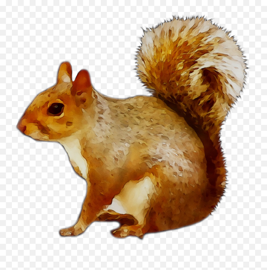 Chipmunk Cat Squirrel Image Newspaper - Png Download 1053 Transparent Chipmunk Png Emoji,Squirrel Transparent