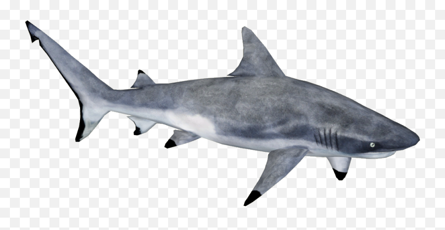 Gray Reef Shark - Grey Reef Shark Png Emoji,Shark Png