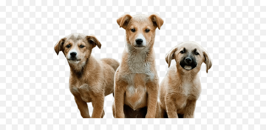 West Palm Dog - Mestizo Perro Color Canela Emoji,Dogs Png