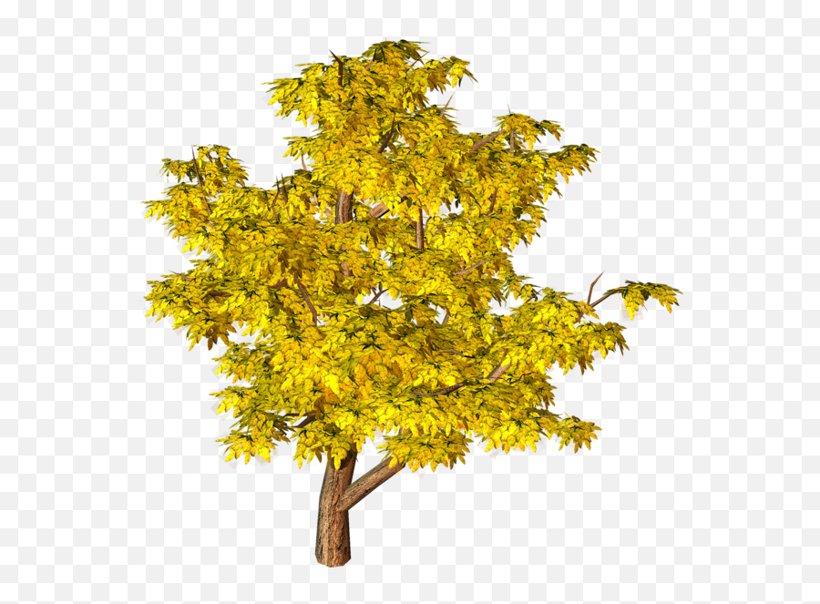 Yellow Fall Tree Png Clipart Autumn Trees Interior - Png Tree Hd Background Emoji,Evergreen Tree Png