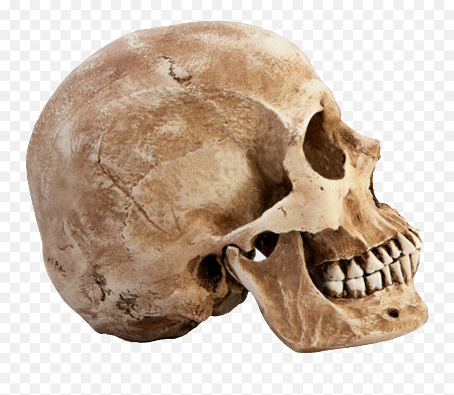 Skull Png - Human Skull Png Emoji,Skull Png
